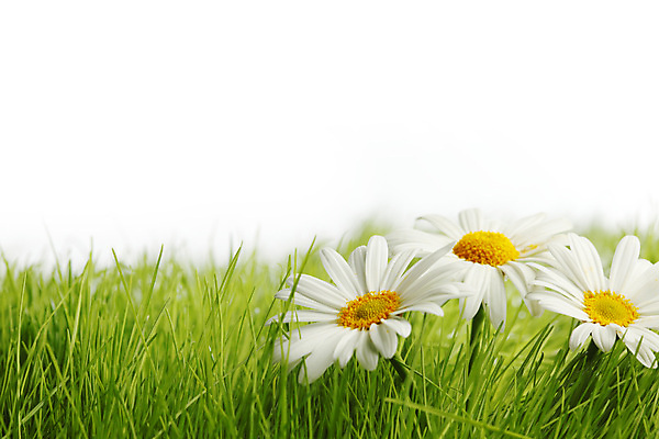 포토 JPG 해외이미지 식물 디자인 계절 꽃 백그라운드 밭 자연 국화 3 잔디 초원 사람없음 초록색 여름 환경 봄 벚꽃 흰색 신선 데이지 고립 생태학 캐모마일 카피스페이스 해외202004 해외202105 해외포토 교육 컬러 농업 공백 허브 생태계 파일형식