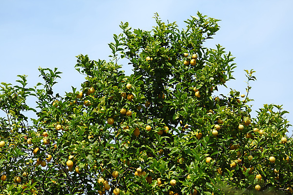 포토 JPG 해외이미지 나무 식물 음식 백그라운드 잎 밭 농업 과일 자연 귤 매달리기 건강 사람없음 초록색 물 농작물 햇빛 농장 노란색 우주 맑음 주스 수확 성장 나뭇가지 신선 소프트포커스 숲 다발 지중해 레몬 가득함 유기농 보케 라임 내추럴 블러 숙성 많음 카피스페이스 해외202004 해외202105 레몬나무 해외포토 자연요소 웰빙 산업 음료 바다 컬러 컨셉 모션 날씨 촬영기법 태양 공백 생태계 파일형식