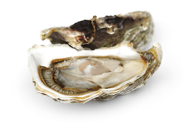 포토 JPG 해외이미지 식재료 실내 근접촬영 사람없음 아웃포커스 굴 신선 흰배경 해외202004 해외202105 해외포토 뷰포인트 백그라운드 어패류 촬영기법 내부 흰색 파일형식