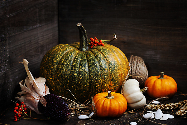 포토 JPG 해외이미지 열매 호박 실내 사람없음 농작물 벼 가을 호박씨 흑찰옥수수 해외202004 해외포토 식물 계절 농업 채소 곡류 씨앗 내부 찰옥수수 파일형식