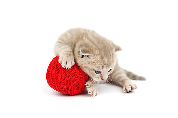 포토 JPG 해외이미지 동물 1 전통 응시 포즈 백그라운드 장난 공 포유류 놀이 사람없음 빨간색 반려동물 갈색 노란색 쌓기 바구니 고양이 게임 흰색 표현 면 달콤 작음 컨테이너 오브젝트 귀 슛 양모 거짓말 고립 해외202004 해외202105 해외포토 시선 산업 컬러 모션 신체부위 직물 맛 크기 파일형식