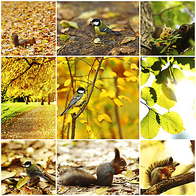 포토 JPG 해외이미지 나무 식물 계절 공원 백그라운드 단풍 잎 패턴 오렌지 자연 풍경 사람없음 야외 빨간색 초록색 파란색 빛 컬러풀 햇빛 노란색 환경 맑음 활발 가을 나뭇가지 황금 숲 11월 땅 다람쥐 장면 10월 내추럴 해외202004 해외202105 해외포토 공공시설 컬러 컨셉 무늬 과일 날씨 태양 날짜 설치류 생태계 파일형식