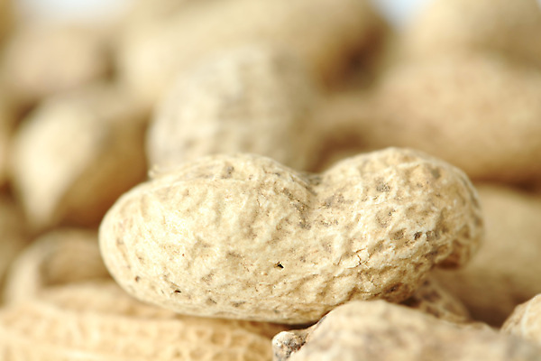 포토 JPG 해외이미지 건조 사람없음 수확 유기농 땅콩 칼로리 절임 해외202004 해외202105 해외포토 웰빙 음식 농업 견과류 파일형식