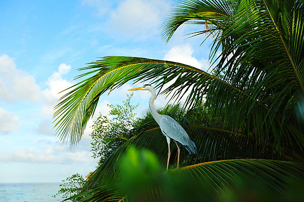 포토 JPG 해외이미지 나무 식물 구름 모래 파도 바다 섬 여행 백그라운드 잎 자연 하늘 휴가 휴식 손바닥 풍경 사람없음 야외 물 여름 파란색 태양 맑음 낭만 흰색 전원 만 휴양지 석호 몰디브 이국적 터키석 파라다이스 수평선 해외202004 해외202105 해외포토 자연요소 손 계절 아시아 컬러 컨셉 날씨 장소 전기에너지 보석 생태계 파일형식