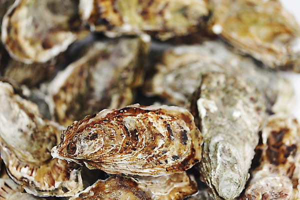 포토 JPG 해외이미지 식재료 실내 근접촬영 사람없음 아웃포커스 굴 신선 해외202004 해외202105 해외포토 뷰포인트 어패류 촬영기법 내부 파일형식