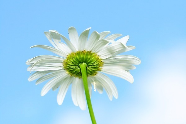 포토 JPG 해외이미지 식물 계절 꽃잎 꽃 분홍색 밭 자연 하늘 사람없음 파란색 빛 정원 보라색 투명 데이지 세피아 캐모마일 해외202004 해외202105 해외포토 컬러 농업 촬영기법 허브 생태계 파일형식