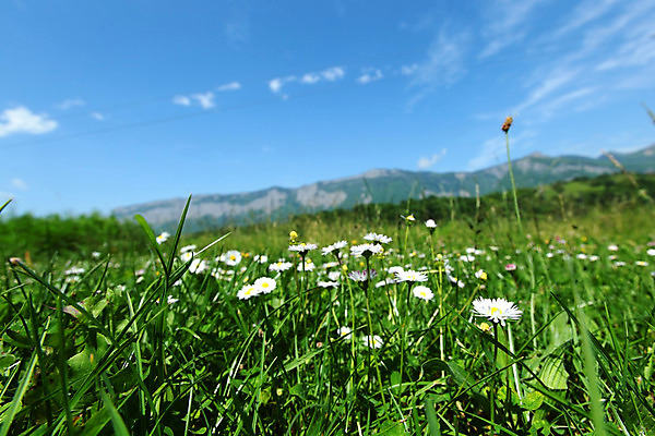 포토 JPG 해외이미지 나무 식물 구름 꽃잎 꽃 곤충 잎 밭 모션 자연 하늘 바람 산 풍경 초원 사람없음 야외 그래픽 초록색 여름 파란색 노란색 환경 맑음 화목 봄 벚꽃 흰색 신선 숲 허브 데이지 아로마 귀 산악지대 구성 캐모마일 해외202004 해외202105 해외포토 자연요소 동물 계절 컬러 컨셉 농업 날씨 신체부위 생태계 파일형식