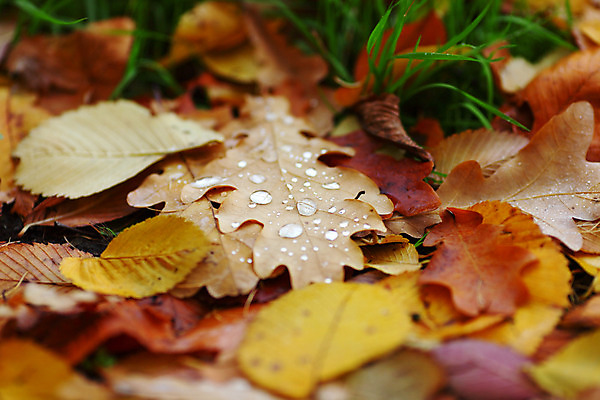 포토 JPG 해외이미지 나무 식물 계절 공원 백그라운드 단풍 잎 패턴 오렌지 자연 사람없음 야외 빨간색 물 여름 빛 컬러풀 갈색 노란색 우주 환경 활발 젖음 가을 물방울 신선 황금 떨어짐 숲 이슬 작음 유기농 질감 내추럴 땅바닥 생태학 엘리먼트 해외202004 해외202105 해외포토 자연요소 웰빙 공공시설 교육 컬러 컨셉 무늬 과일 바닥 크기 생태계 파일형식