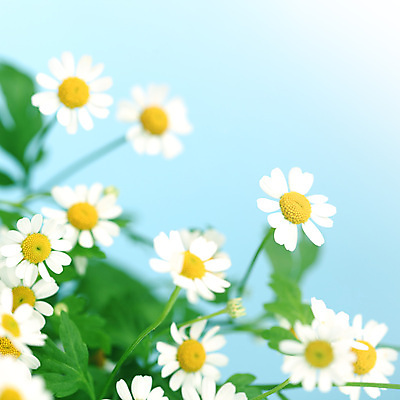 포토 JPG 해외이미지 식물 꽃 백그라운드 자연 친절 국화 초원 사람없음 초록색 여름 파란색 노란색 흰색 신선 신용카드 닫기 데이지 영원 캐모마일 해외202004 해외202105 해외포토 계절 컬러 모션 금융 허브 생태계 파일형식