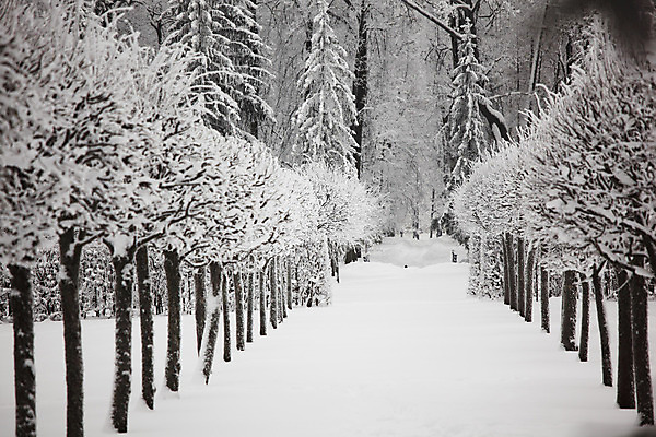 포토 JPG 해외이미지 나무 디자인 계절 공원 백그라운드 컨셉 겨울 자연 벽지 하늘 휴가 새로움 산 풍경 사람없음 야외 목재 파란색 얼음 검은색 화목 회색 추위 흰색 나뭇가지 시골 시간 소나무 황무지 숲 연도 서리 장면 지역 내추럴 옛날 가문비나무 해외202004 해외202105 해외포토 자연요소 식물 공공시설 컬러 재료 생태계 파일형식