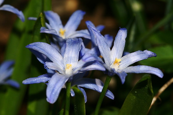 포토 JPG 해외이미지 모양 식물 공원 꽃잎 꽃 백그라운드 꽃무늬 사람없음 야외 그래픽 장식 초록색 파란색 정원 보라색 봄 성장 벚꽃 투명 숲 큼 그늘 심볼 묘사 싱글 질감 노루귀 블러 해외202004 해외202105 해외포토 계절 공공시설 컬러 무늬 크기 파일형식