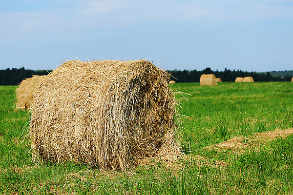 포토 JPG 해외이미지 식물 구름 산업 밭 농업 자연 하늘 건조 옥수수 풍경 초원 사람없음 야외 여름 파란색 농작물 농장 노란색 쌓기 수확 성장 가을 시골 원형 황금 볏짚 먹이 낟알 9월 땅 자르기 밀 롤 패키지 뭉치 밀짚 10월 밭일 줄서기 호밀 해외202004 해외202105 해외포토 자연요소 도형 계절 컬러 모션 곡류 날짜 짚 생태계 파일형식