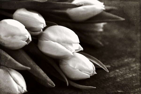 포토 JPG 해외이미지 흑백 사람없음 튤립 세피아 나무배경 해외202004 해외포토 꽃 백그라운드 촬영기법 파일형식