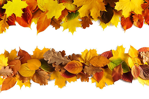 포토 JPG 해외이미지 백그라운드 단풍 잎 자연 사람없음 가을 9월 11월 10월 헤딩 해외202004 해외202105 해외포토 식물 계절 축구 날짜 생태계 파일형식