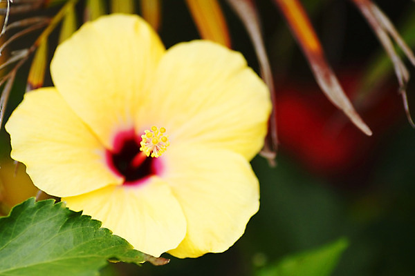 포토 JPG 해외이미지 식물 꽃잎 꽃 잎 꽃무늬 오렌지 자연 사람없음 장식 빨간색 초록색 장미 노란색 정원 봄 벚꽃 신선 개화 닫기 허브 묘사 원예 생물학 향기 냄새 아로마 꽃가루 내추럴 꽃수술 생태학 아욱 히비스커스 해외202004 해외202105 해외포토 계절 교육 컬러 무늬 과일 모션 취미 가루 생태계 파일형식