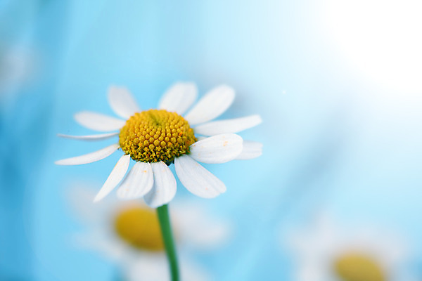 포토 JPG 해외이미지 식물 꽃 백그라운드 자연 친절 국화 초원 사람없음 초록색 여름 파란색 노란색 흰색 신선 신용카드 닫기 데이지 영원 캐모마일 해외202004 해외202105 해외포토 계절 컬러 모션 금융 허브 생태계 파일형식