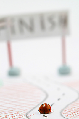 포토 JPG 해외이미지 식물 계절 행복 곤충 백그라운드 컨셉 자연 안테나 사람없음 빨간색 컬러풀 달리기 노란색 환경 정원 봄 흰색 신선 점 칼날 끝 벌레 보호 발사 허브 딱정벌레 묘사 속도 생물학 무당벌레 내추럴 고립 해외202004 해외202105 해외포토 동물 교육 감정 컬러 통신 모션 생태계 파일형식