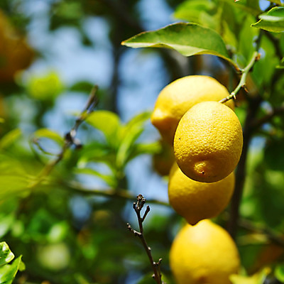 포토 JPG 해외이미지 나무 식물 음식 백그라운드 잎 밭 농업 과일 자연 귤 매달리기 건강 사람없음 초록색 물 농작물 햇빛 농장 노란색 우주 맑음 주스 수확 성장 나뭇가지 신선 소프트포커스 숲 다발 지중해 레몬 가득함 유기농 보케 라임 내추럴 블러 숙성 많음 카피스페이스 해외202004 해외202105 레몬나무 해외포토 자연요소 웰빙 산업 음료 바다 컬러 컨셉 모션 날씨 촬영기법 태양 공백 생태계 파일형식