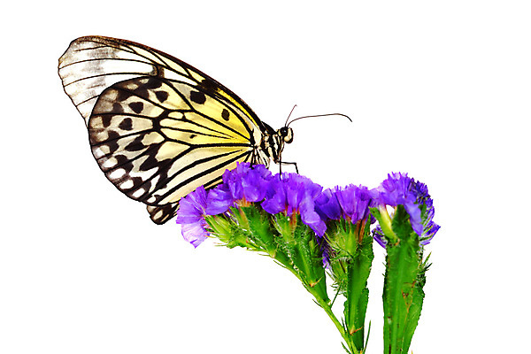 포토 JPG 해외이미지 나무 야생동물 나비 곤충 잎 자연 생물 사람없음 내추럴 해외202004 해외202105 해외포토 식물 동물 생태계 파일형식