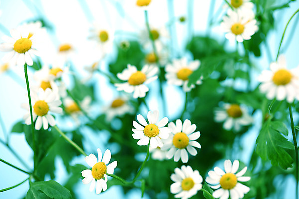 포토 JPG 해외이미지 식물 꽃 백그라운드 자연 친절 국화 초원 사람없음 초록색 여름 파란색 노란색 흰색 신선 신용카드 닫기 데이지 영원 캐모마일 해외202004 해외202105 해외포토 계절 컬러 모션 금융 허브 생태계 파일형식