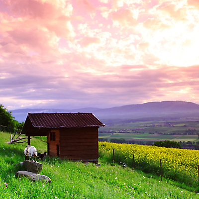 포토 JPG 해외이미지 동물 구름 계절 꽃 어린이 백그라운드 꽃무늬 밭 농업 가족 자연 하늘 염소 풍경 초원 사람없음 야외 빨간색 초록색 여름 파란색 컬러풀 햇빛 태양 농장 일출 환경 맑음 일몰 봄 흰색 시골 아기 소 민들레 땅 장면 내추럴 수평선 해외202004 해외202105 해외포토 자연요소 식물 산업 컬러 무늬 포유류 관계 날씨 사람 노을 생태계 파일형식
