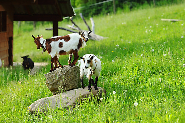 포토 JPG 해외이미지 동물 리본 얼굴 어린이 포즈 밭 농업 자연 염소 털 뿔 사람없음 빨간색 초록색 농장 농경지 머리 가축 흰색 시골 소 방목 모피 먹기 호기심 에코 귀 외양간 밭일 생태학 초식 해외202004 해외202105 해외포토 교육 감정 산업 컬러 컨셉 포유류 모션 사람 신체부위 환경 축산업 생태계 파일형식