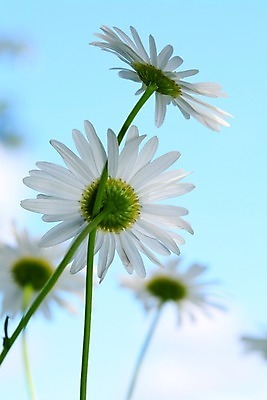 포토 JPG 해외이미지 식물 계절 꽃잎 꽃 분홍색 밭 자연 하늘 사람없음 파란색 빛 정원 보라색 투명 데이지 세피아 캐모마일 해외202004 해외202105 해외포토 컬러 농업 촬영기법 허브 생태계 파일형식