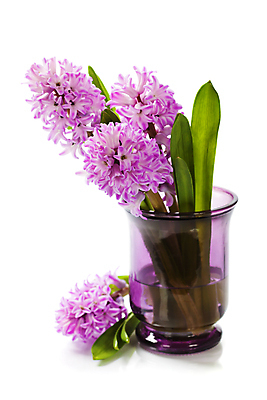 포토 JPG 해외이미지 잎 실내 사람없음 꽃병 흰배경 원예 히아신스 해외202004 해외포토 식물 꽃 백그라운드 취미 내부 흰색 파일형식