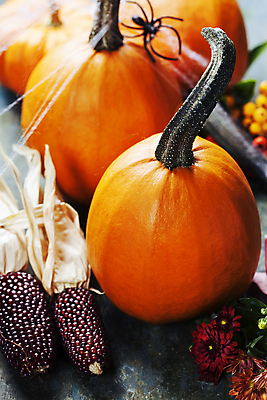 포토 JPG 해외이미지 꽃 호박 실내 사람없음 농작물 미니어처 할로윈 가을 거미줄 거미 흑찰옥수수 해외202004 해외포토 식물 계절 곤충 농업 채소 내부 모형 찰옥수수 파일형식