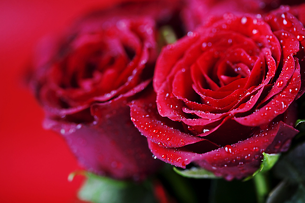 포토 JPG 해외이미지 실내 근접촬영 사람없음 아웃포커스 장미 물방울 빨간배경 해외202004 해외포토 꽃 뷰포인트 백그라운드 촬영기법 내부 빨간색 파일형식