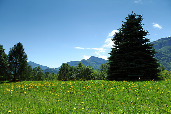 포토 JPG 해외이미지 나무 구름 꽃 유럽 여행 백그라운드 밭 자연 하늘 휴가 산 파노라마 풍경 초원 사람없음 야외 초록색 여름 파란색 농장 걷기 환경 계곡 맑음 봄 등산 하이킹 프랑스 시골 소나무 오스트리아 숲 언덕 알프스 절정 해외202004 해외202105 해외포토 자연요소 식물 계절 나라 컬러 농업 모션 레저 날씨 촬영기법 트래킹 생태계 파일형식