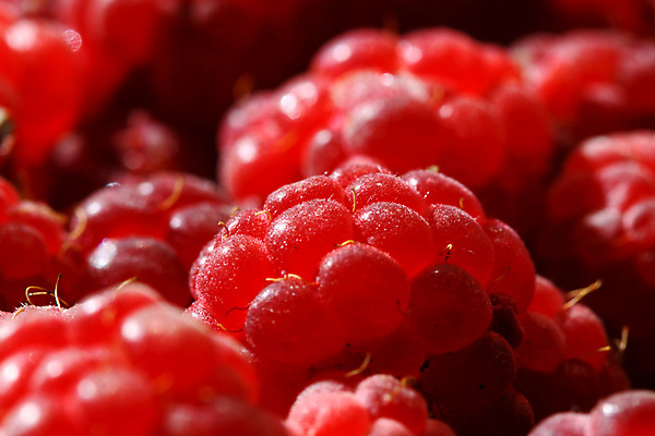 포토 JPG 해외이미지 잡화 열매 음식 백그라운드 다이어트 과일 디저트 건강 씨앗 사람없음 빨간색 신선 달콤 맛 유혹 먹기 산딸기 비타민 루비 숙성 타르트 맛있는 해외202004 해외202105 해외포토 식물 빵 컬러 컨셉 모션 보석 파이_빵 영양소 파일형식