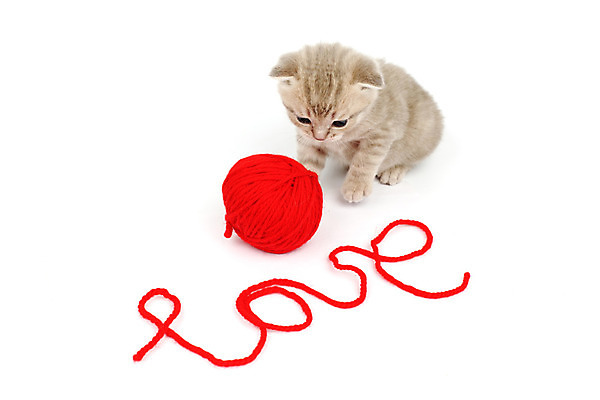 포토 JPG 해외이미지 동물 1 응시 남자 얼굴 백그라운드 오렌지 장난 공 포유류 자연 놀이 휴식 수염 털 사랑 사람없음 빨간색 초록색 반려동물 장난감 갈색 노란색 파티 머리 검은색 고양이 흰색 표현 닫기 작음 호기심 코 양모 고립 해외202004 해외202105 해외포토 시선 감정 컬러 컨셉 과일 모션 사람 이벤트 신체부위 직물 크기 생태계 파일형식