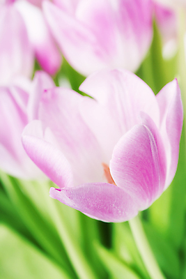 포토 JPG 해외이미지 실내 근접촬영 사람없음 아웃포커스 튤립 해외202004 해외포토 꽃 뷰포인트 촬영기법 내부 파일형식