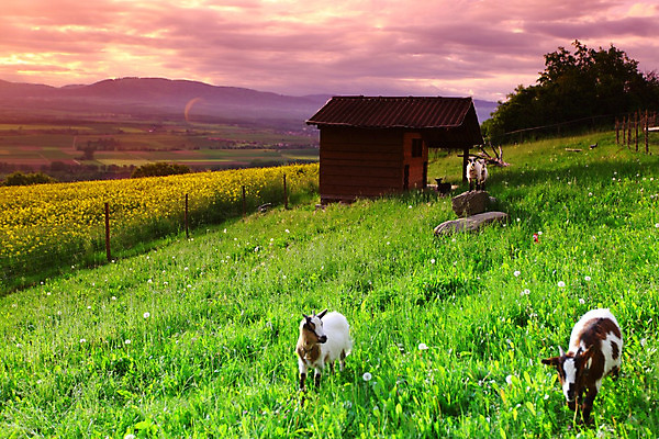 포토 JPG 해외이미지 동물 구름 계절 꽃 어린이 백그라운드 꽃무늬 밭 농업 가족 자연 하늘 염소 풍경 초원 사람없음 야외 빨간색 초록색 여름 파란색 컬러풀 햇빛 태양 농장 일출 환경 맑음 일몰 봄 흰색 시골 아기 소 민들레 땅 장면 내추럴 수평선 해외202004 해외202105 해외포토 자연요소 식물 산업 컬러 무늬 포유류 관계 날씨 사람 노을 생태계 파일형식