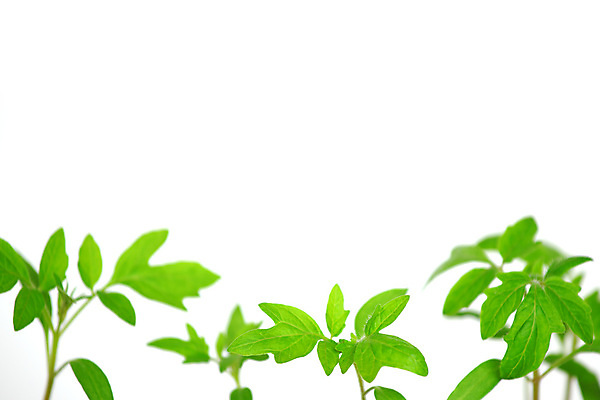 포토 JPG 해외이미지 식물 계절 꽃 지구 음식 백그라운드 잎 농업 토마토 채소 자연 새로움 건강 잔디 사람없음 초록색 노란색 새싹 환경 정원 흙 봄 성장 흰색 나뭇가지 신선 냄비 발사 먹기 사인 원예 질감 먼지 고립 광합성 땅바닥 모종 온실 채식주의자 처음 세련 해외202004 해외202105 해외포토 나무 산업 컬러 컨셉 모션 바닥 취미 솥 생태계 채식 파일형식