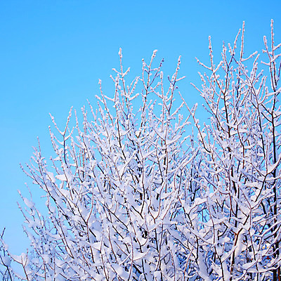포토 JPG 해외이미지 주간 겨울 풍경 사람없음 야외 나뭇가지 상고대 겨울풍경 해외202004 해외202105 해외포토 자연요소 나무 계절 서리 파일형식