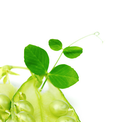 포토 JPG 해외이미지 식물 라이프스타일 계절 꽃잎 음식 줄기 백그라운드 잎 패턴 곡선 다이어트 채소 과일 자연 건강 요리 씨앗 사람없음 초록색 농작물 약 정원 수확 성장 흰색 신선 오픈 그룹 시장 닫기 달콤 먹기 오브젝트 유기농 완두콩 날것 내추럴 고립 꼬투리 숙성 줄서기 해외202004 해외202105 해외포토 웰빙 꽃 선 컬러 무늬 농업 의학 모션 콩 생활 맛 생태계 파일형식