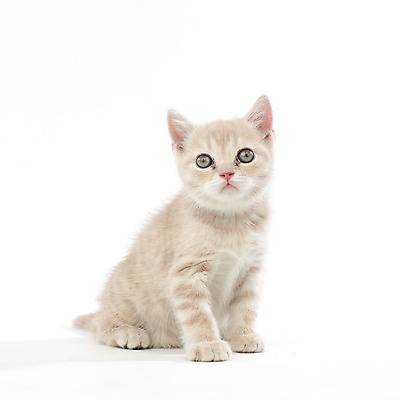 포토 JPG 해외이미지 동물 1 응시 어린이 새끼 백그라운드 장난 가정 영국 수염 털 앉기 사람없음 가로 빨간색 반려동물 노란색 카메라 귀여움 고양이 줄무늬 흰색 표현 아기 달콤 작음 호기심 엽서 슛 걸음마 고립 기르기 유래 해외202004 해외202105 해외포토 시선 감정 유럽 컬러 컨셉 무늬 포유류 모션 사람 전자제품 맛 크기 편지 돌봄 파일형식