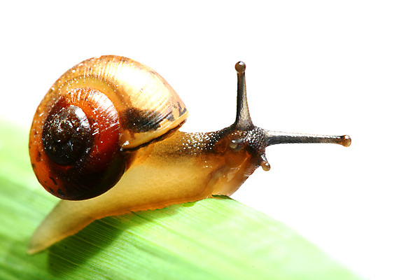 포토 JPG 해외이미지 잎 사람없음 잡초 기어가기 해외202004 해외202105 해외포토 식물 모션 파일형식