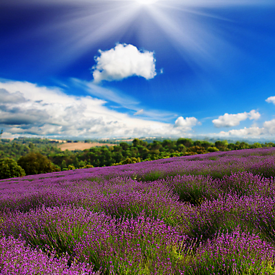 포토 JPG 해외이미지 주간 구름 꽃밭 하늘 사람없음 야외 햇빛 태양 라벤더 해외202004 해외포토 자연요소 꽃 허브 파일형식