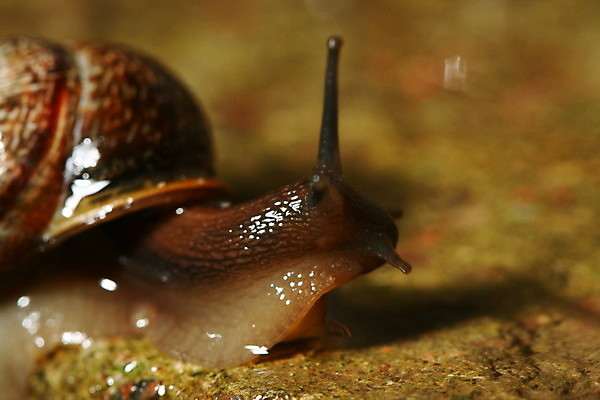 포토 JPG 해외이미지 동물 1 야생동물 음식 컨셉 자연 탁자 요리 사람없음 야외 농장 정원 식사 저녁식사 껍질 흰색 닫기 벌레 미끄러짐 속도 덮기 느림 기어가기 민달팽이 혼자 끈적임 해외202004 해외202105 해외포토 컬러 가구 곤충 농업 모션 생태계 파일형식 달팽이_동물