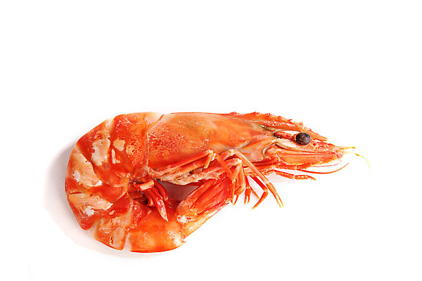 포토 JPG 해외이미지 새우 사람없음 신선 해산물 흰배경 해외202004 해외202105 해외포토 백그라운드 갑각류 흰색 파일형식