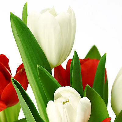 포토 JPG 해외이미지 식물 기념일 꽃잎 꽃 줄기 꽃다발 백그라운드 컨셉 꽃무늬 자연 휴가 부활절 기념 발렌타인데이 선물 사랑 사람없음 장식 빨간색 초록색 컬러풀 노란색 우주 봄 낭만 튤립 벚꽃 축하 인사 신선 신용카드 클래식 우아함 다발 배열 꽃집 묘사 내추럴 고립 칭찬 해외202004 해외202105 해외포토 계절 감정 컬러 무늬 데이이벤트 이벤트 금융 상점 예절 생태계 파일형식