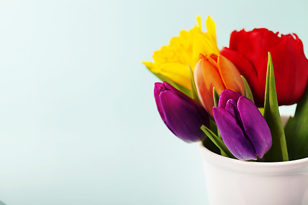 포토 JPG 해외이미지 사람없음 튤립 파란배경 카피스페이스 해외202004 해외포토 꽃 백그라운드 파란색 공백 파일형식