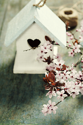 포토 JPG 해외이미지 사람없음 아웃포커스 벚꽃 나뭇가지 새장 노끈 나무탁자 해외202004 해외포토 나무 꽃 줄 탁자 촬영기법 케이지 파일형식