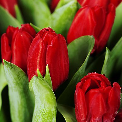 포토 JPG 해외이미지 꽃다발 사람없음 튤립 이슬 해외202004 해외포토 꽃 파일형식