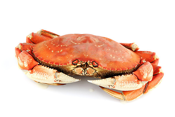 포토 JPG 해외이미지 사람없음 게 신선 해산물 흰배경 집게발 해외202004 해외202105 해외포토 백그라운드 갑각류 흰색 파일형식