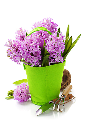 포토 JPG 해외이미지 화분 장갑 실내 사람없음 모종삽 흰배경 원예 갈퀴 히아신스 해외202004 해외포토 잡화 꽃 백그라운드 취미 내부 흰색 삽 파일형식