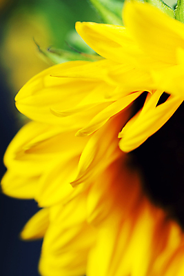 포토 JPG 해외이미지 주간 해바라기 근접촬영 사람없음 야외 해외202004 해외포토 자연요소 꽃 뷰포인트 파일형식